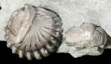 Wide, Enrolled Flexicalymene Trilobite In Shale - Ohio #55403-2